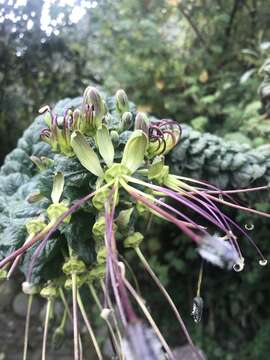 Image of Cleome anomala Kunth