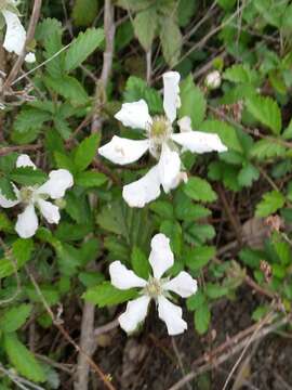 Imagem de Rubus trivialis Michx.