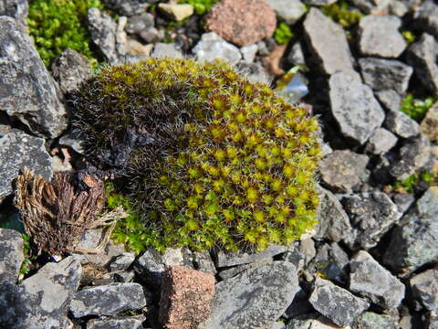 Image of Syntrichia montana Nees