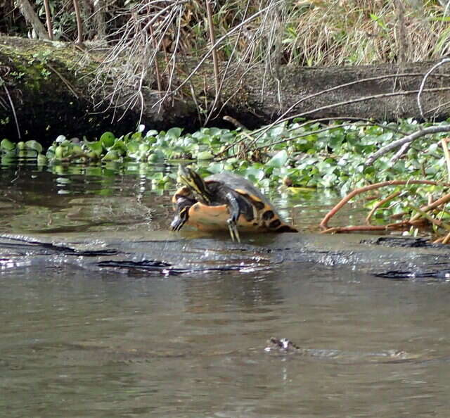 Image of Suwannee cooter