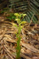Image of Crepidium purpureum (Lindl.) Szlach.