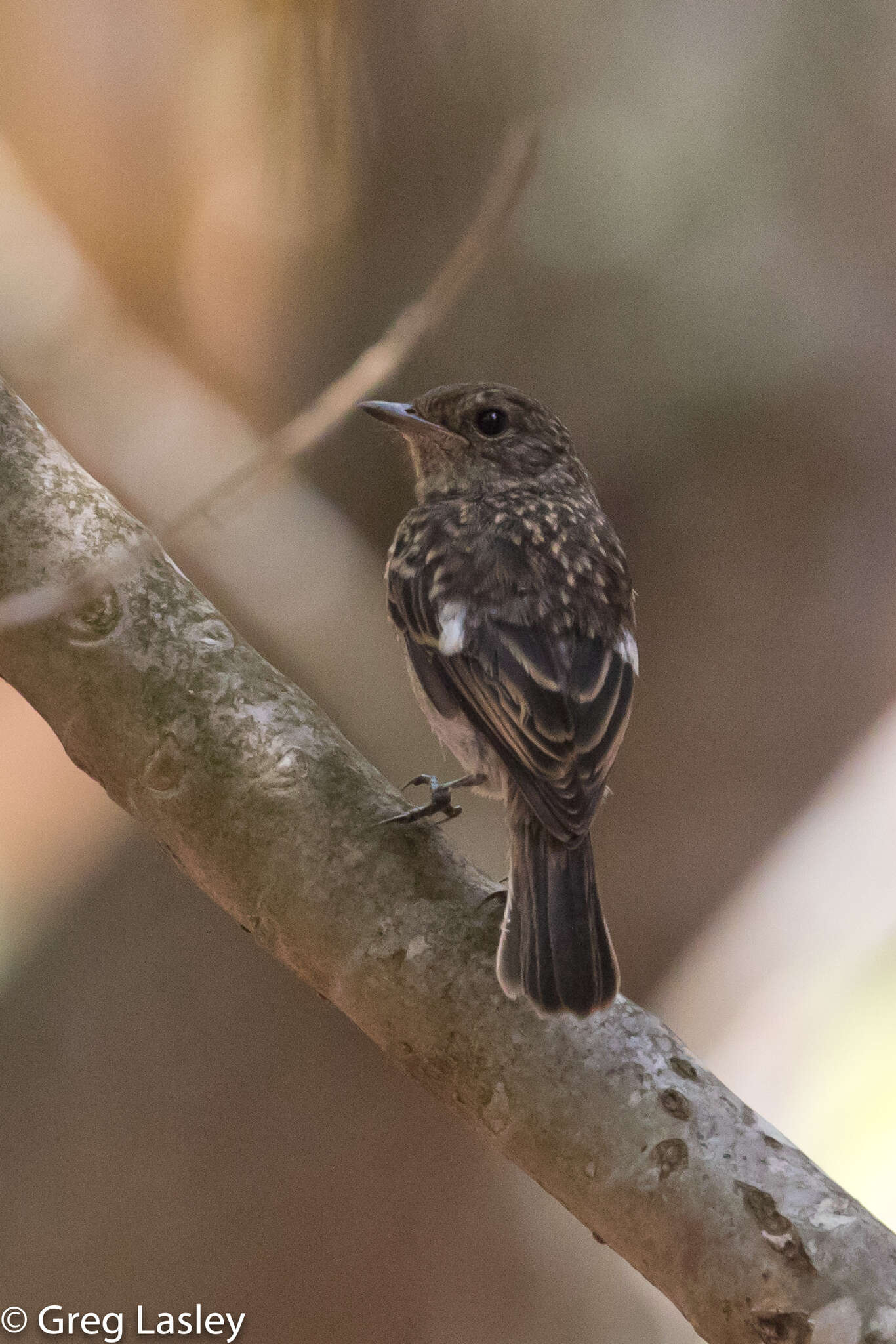 Image of <i>Saxicola torquatus sibilla</i>