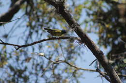 Chlorophonia elegantissima (Bonaparte 1838)的圖片