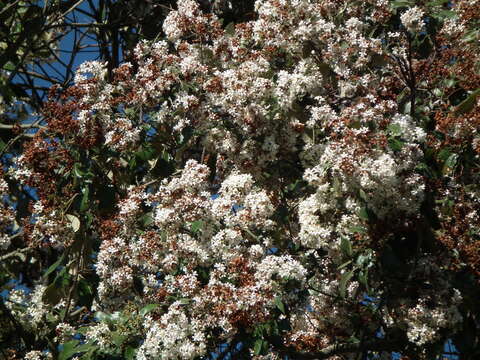 Image of Cordia trichotoma (Vell.) Arrab. ex Steud.