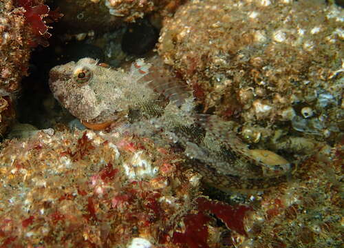 Image of Plumose sculpin