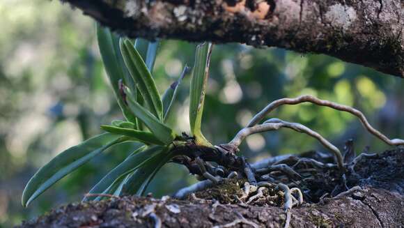 Image de Cyrtorchis arcuata (Lindl.) Schltr.