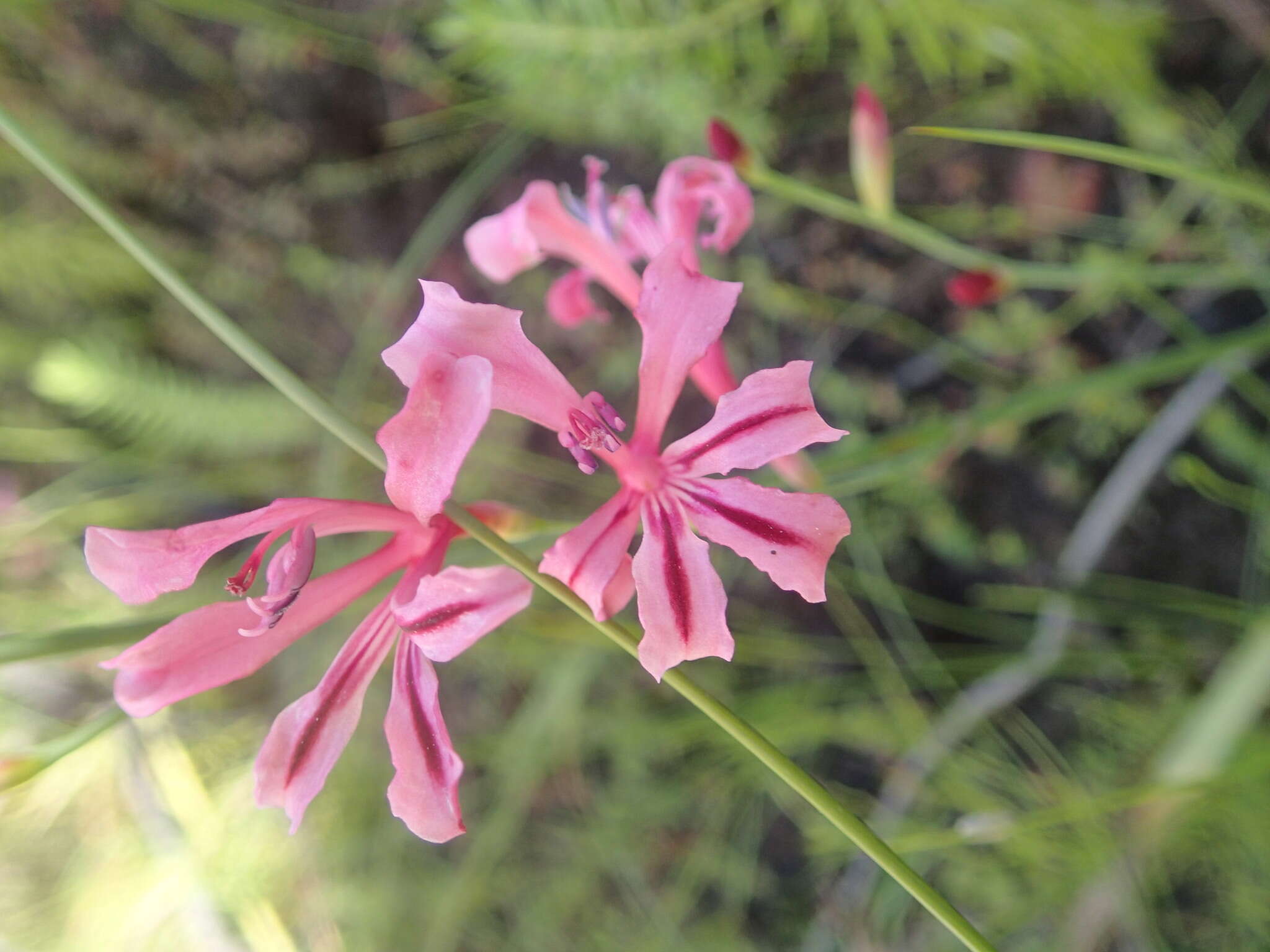 Image of Tritoniopsis ramosa var. unguiculata (Baker) G. J. Lewis