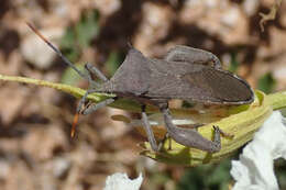 Image de Anoplocnemis curvipes (Fabricius 1781)