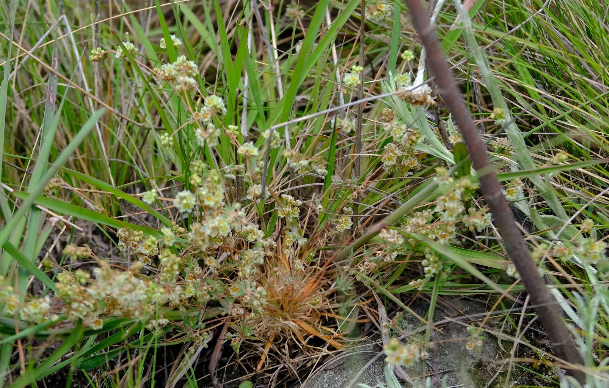 Image of Psammotropha myriantha Sond.