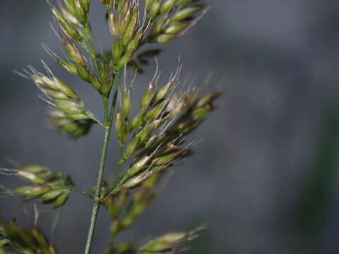 Слика од Polypogon fugax Nees ex Steud.