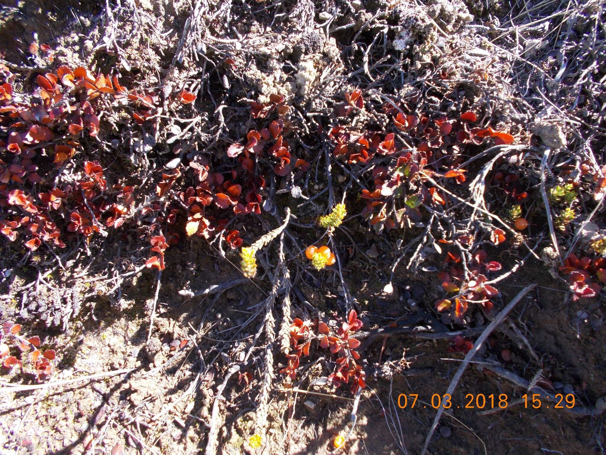 Image of Gaultheria depressa Hook. fil.