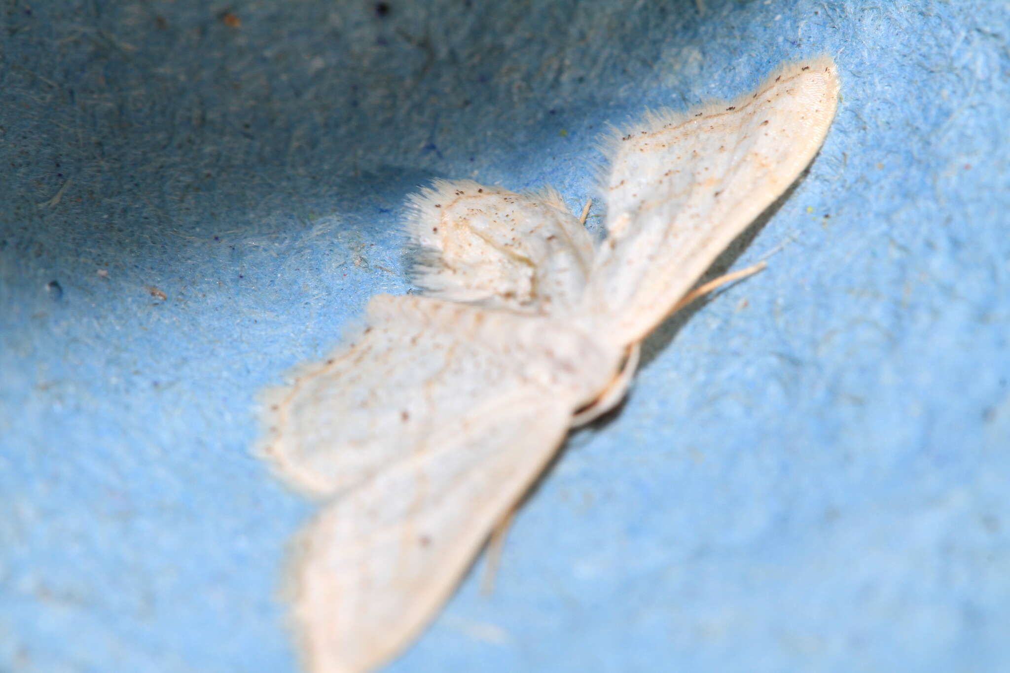 Image de Idaea elongaria Rambur 1833