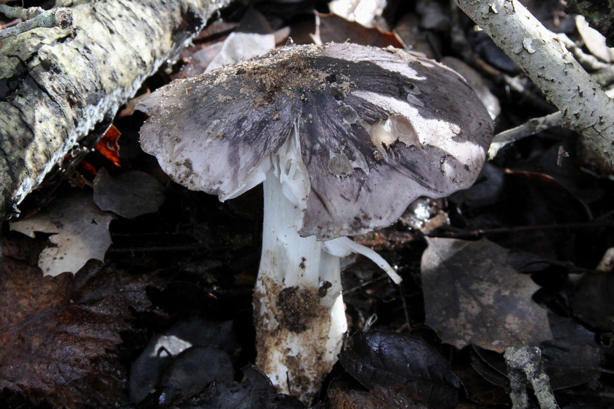 Image of Tricholoma griseoviolaceum Shanks 1996