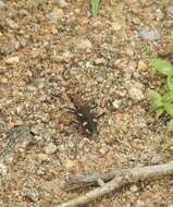 Image of Cicindela (Ancylia) calligramma Schaum 1861