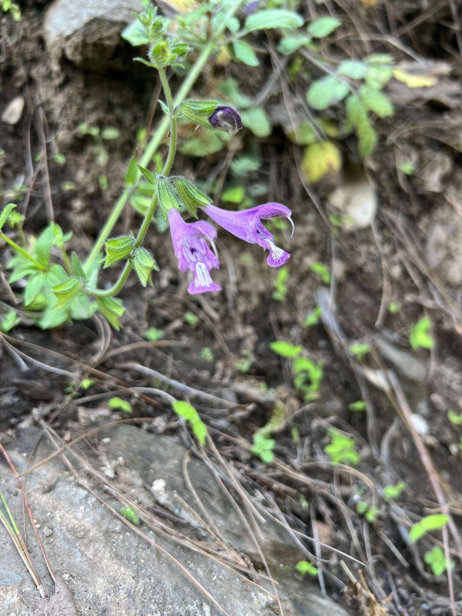 Salvia przewalskii Maxim. resmi