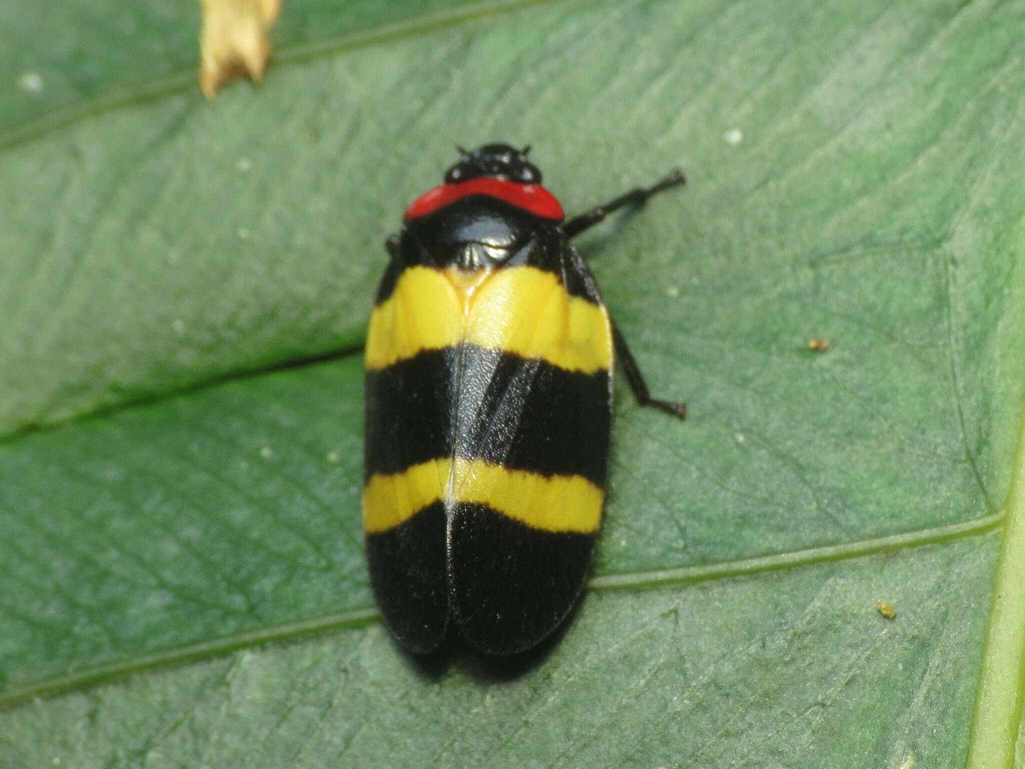 Image of Sphenorhina nigricephala Carvalho & Webb 2004