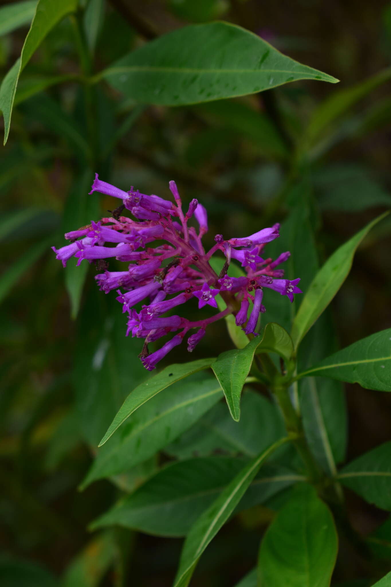 Palicourea angustifolia Kunth resmi