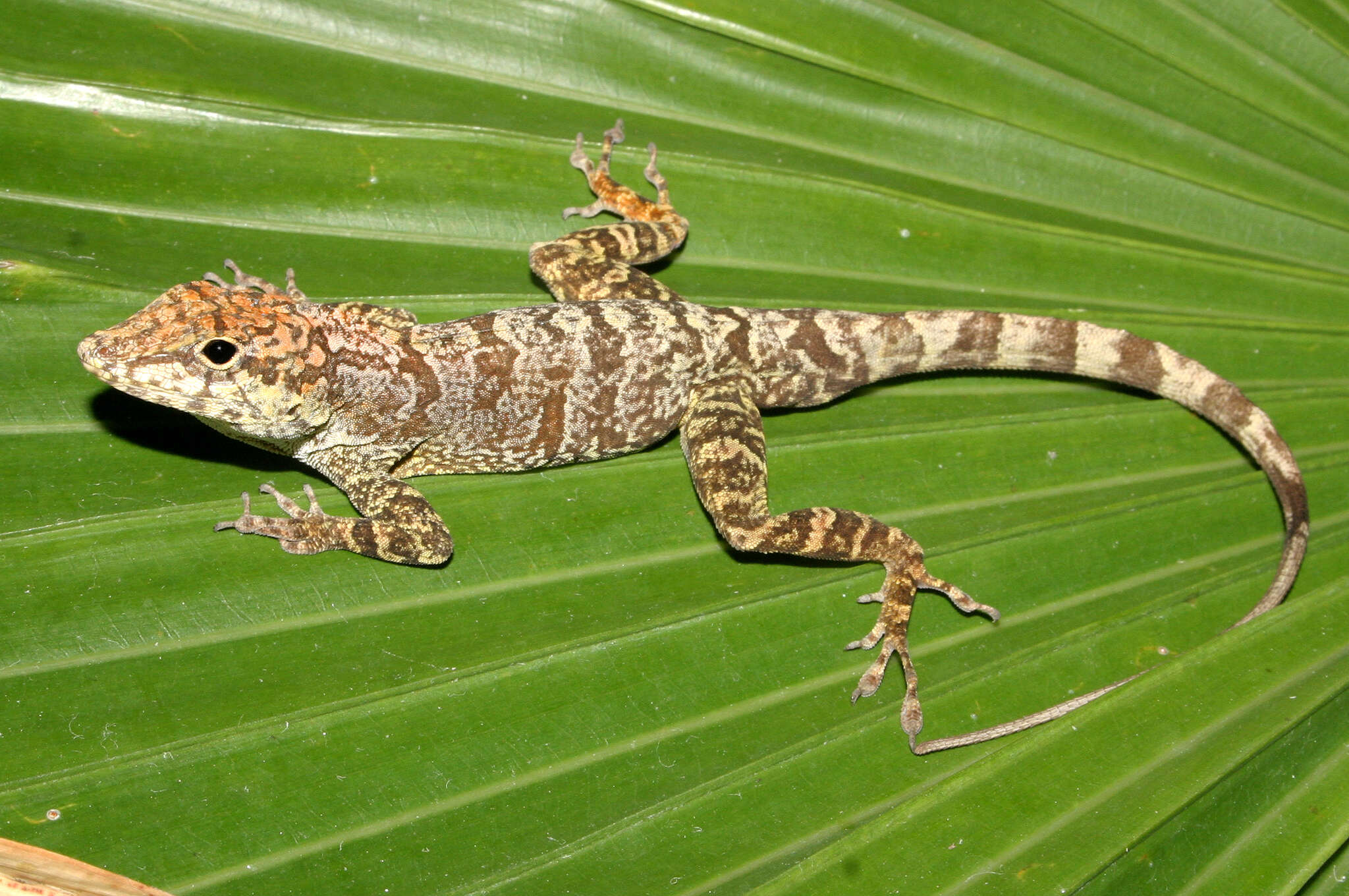 Image de Anolis scriptus Garman 1887