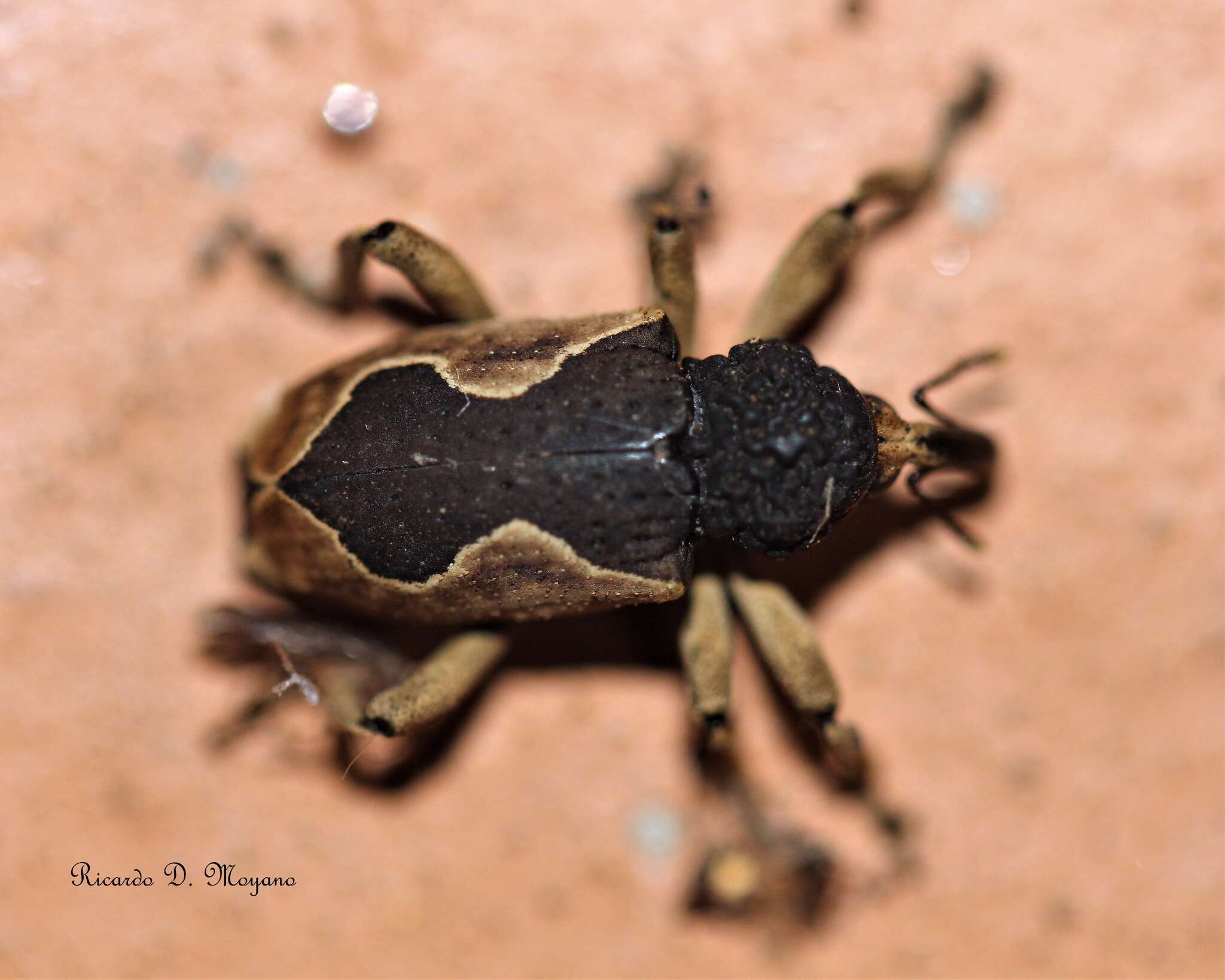 Image of Elytrocoptus lemniscatus Chevrolat 1882