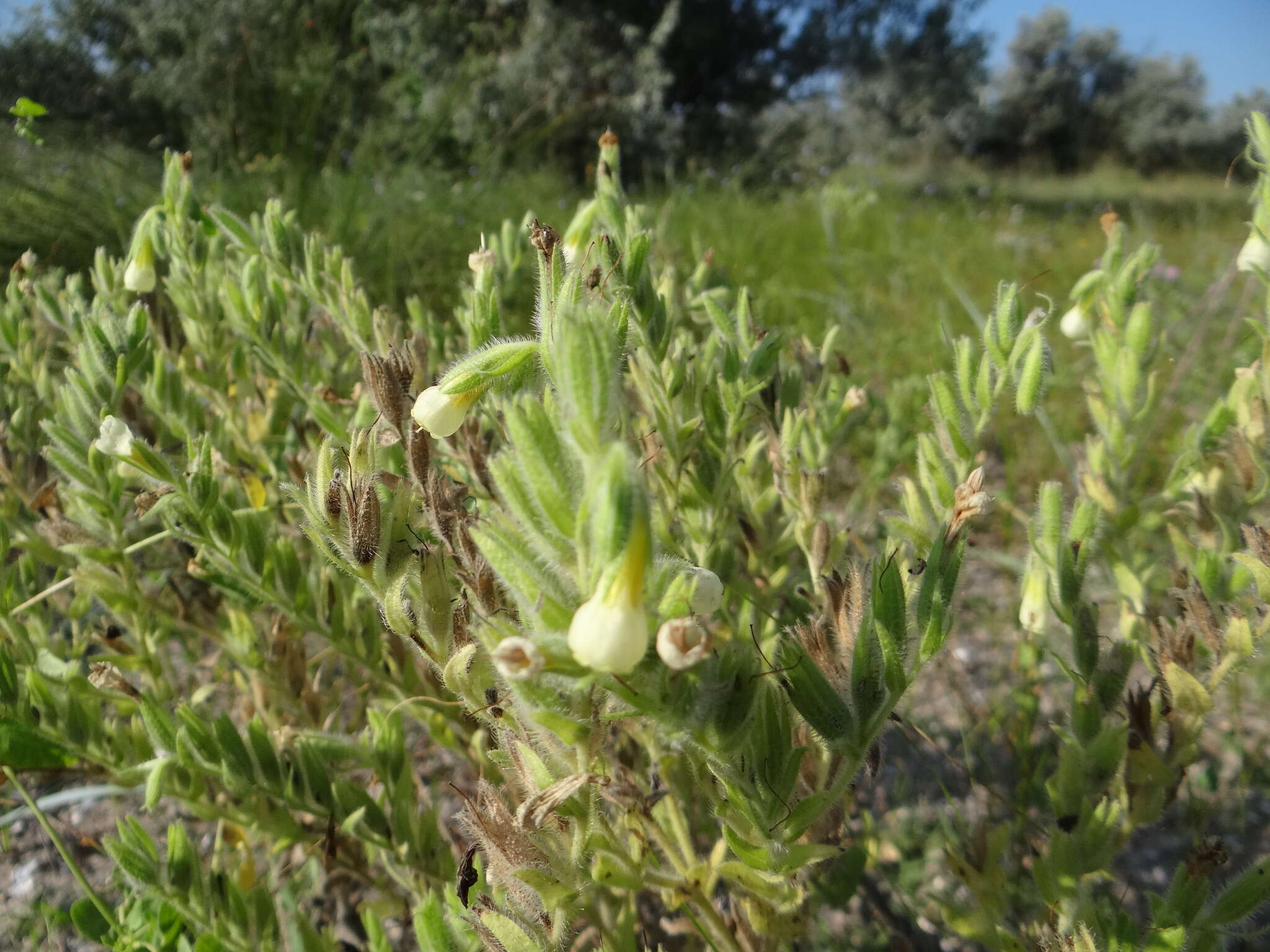 Image of <i>Onosma borysthenica</i>