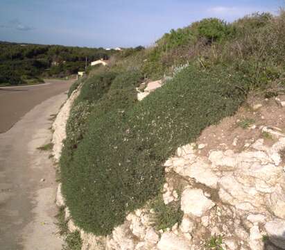 Image de <i>Astragalus terraccianoi</i>