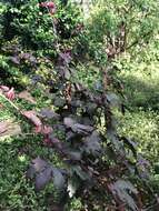 Image of African rosemallow