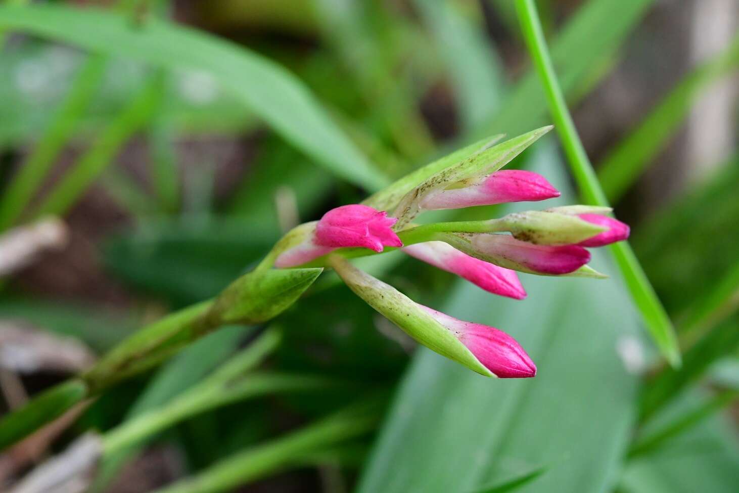 Image de Coelia guatemalensis Rchb. fil.