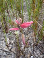 Image of Red Viooltjie
