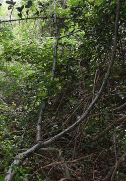 Image de Adenia cissampeloides (Planch. ex Hook.) Harms