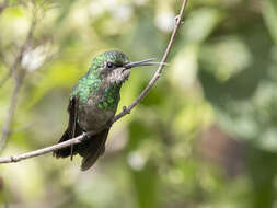 Image of Green-tailed Emerald