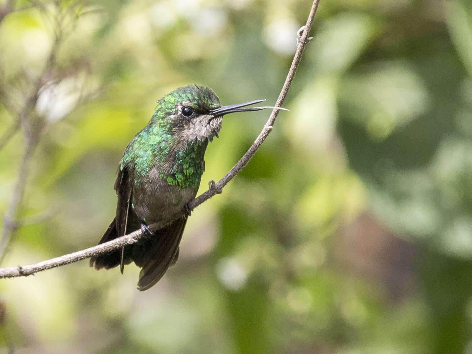 Image of Green-tailed Emerald