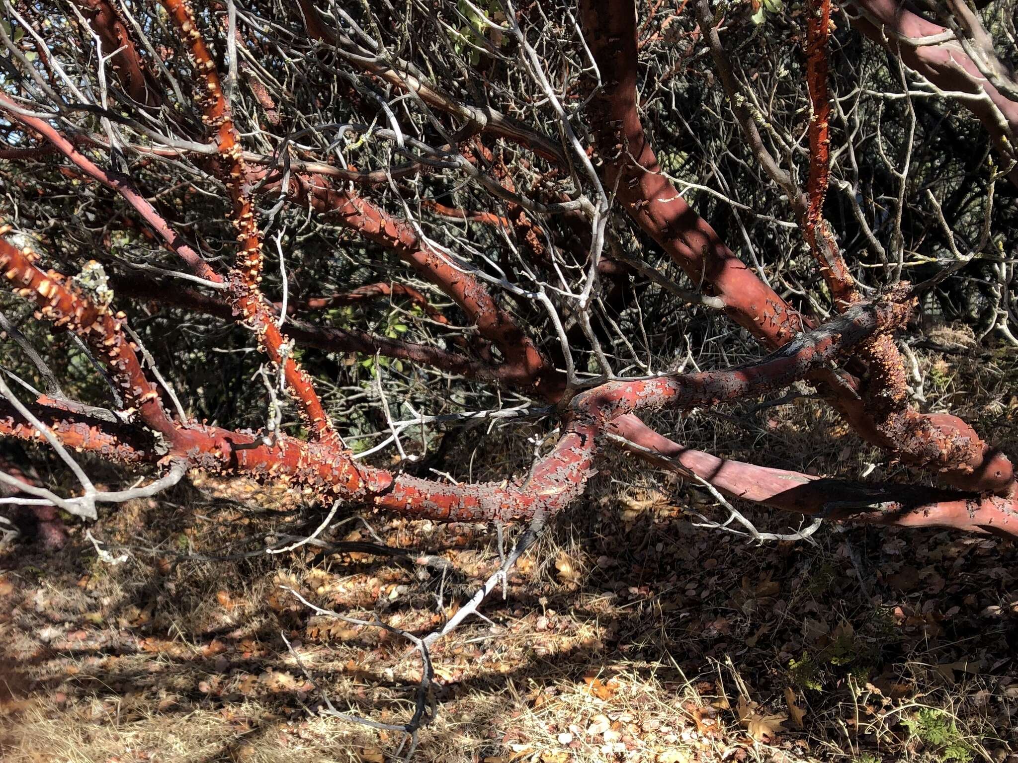 Arctostaphylos viscida subsp. viscida resmi