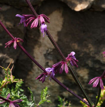 Image of Salvia judaica Boiss.