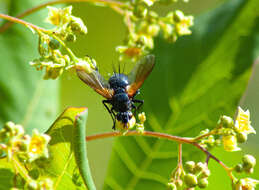 Zophomyia resmi