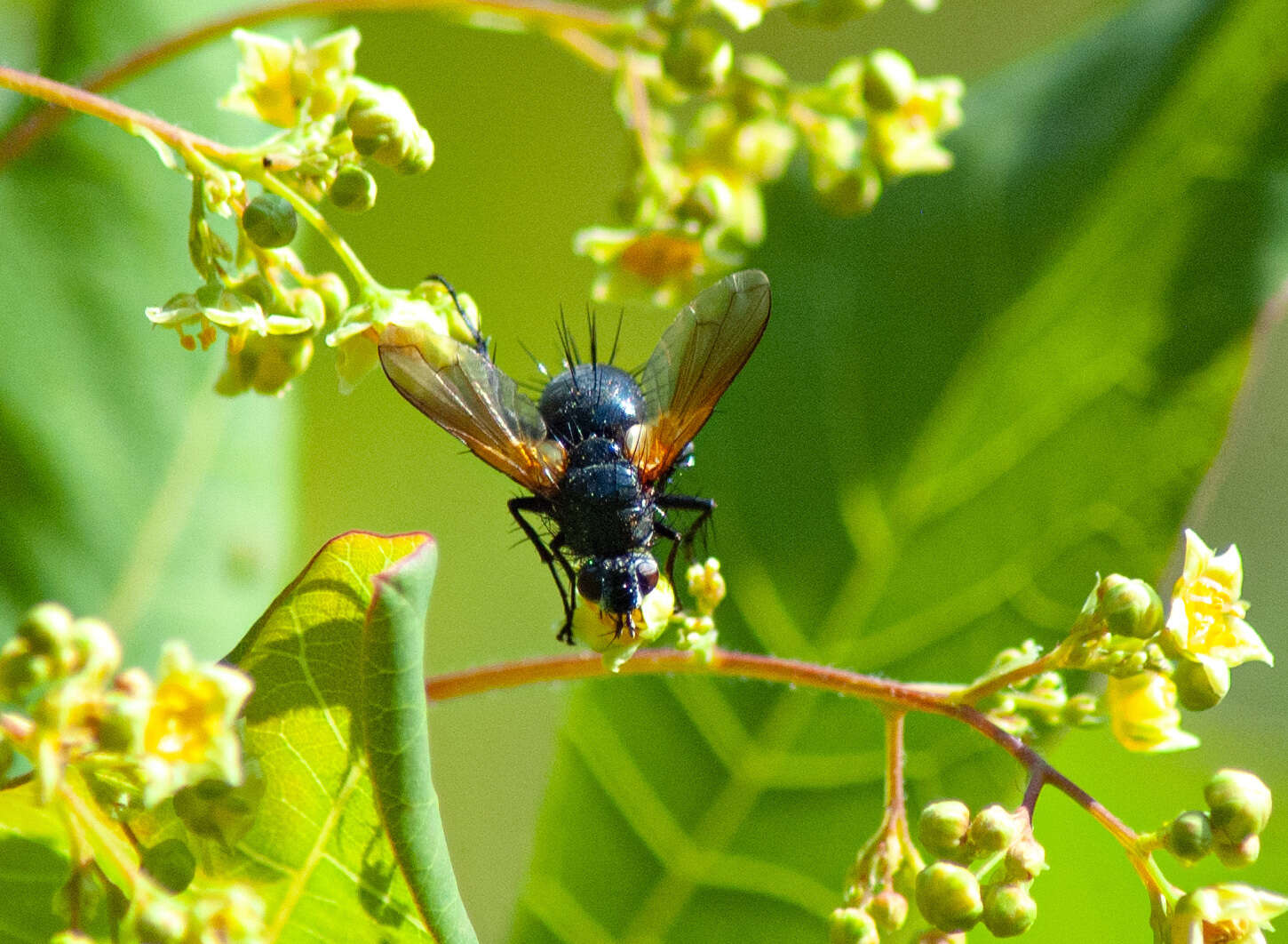 Zophomyia resmi