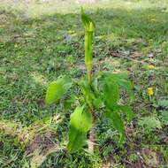 Arisaema serratum var. serratum的圖片