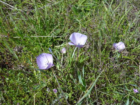 Image of Monterey mariposa lily