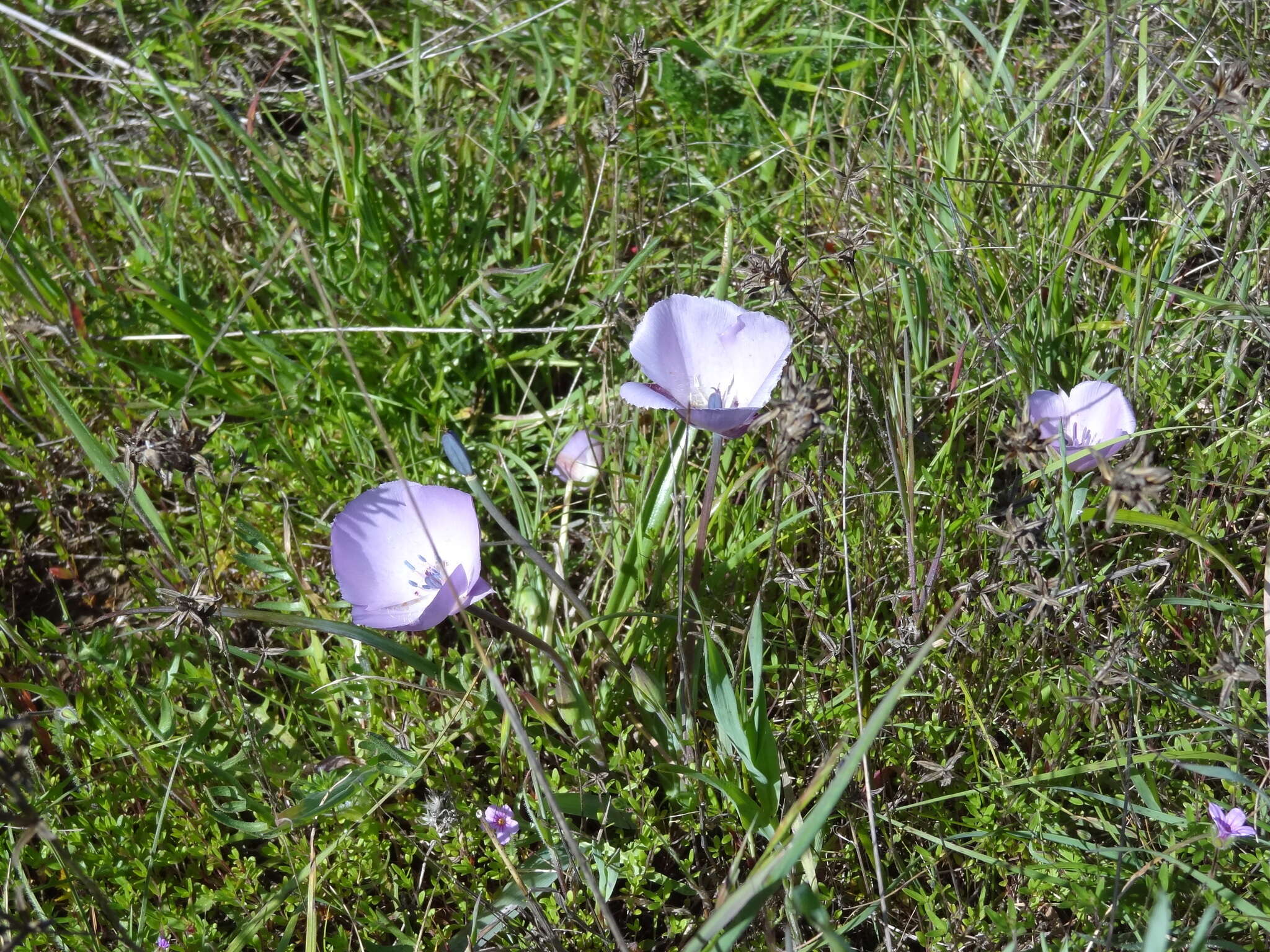 Calochortus uniflorus Hook. & Arn. resmi