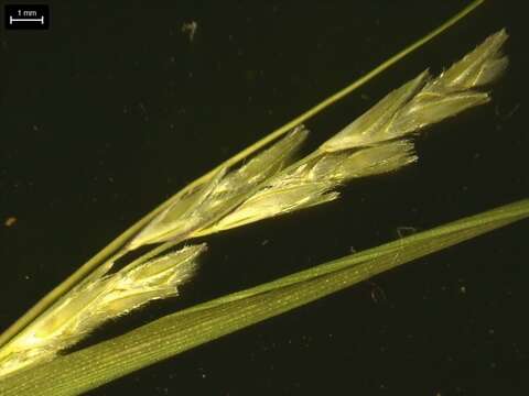 Image of purple sandgrass