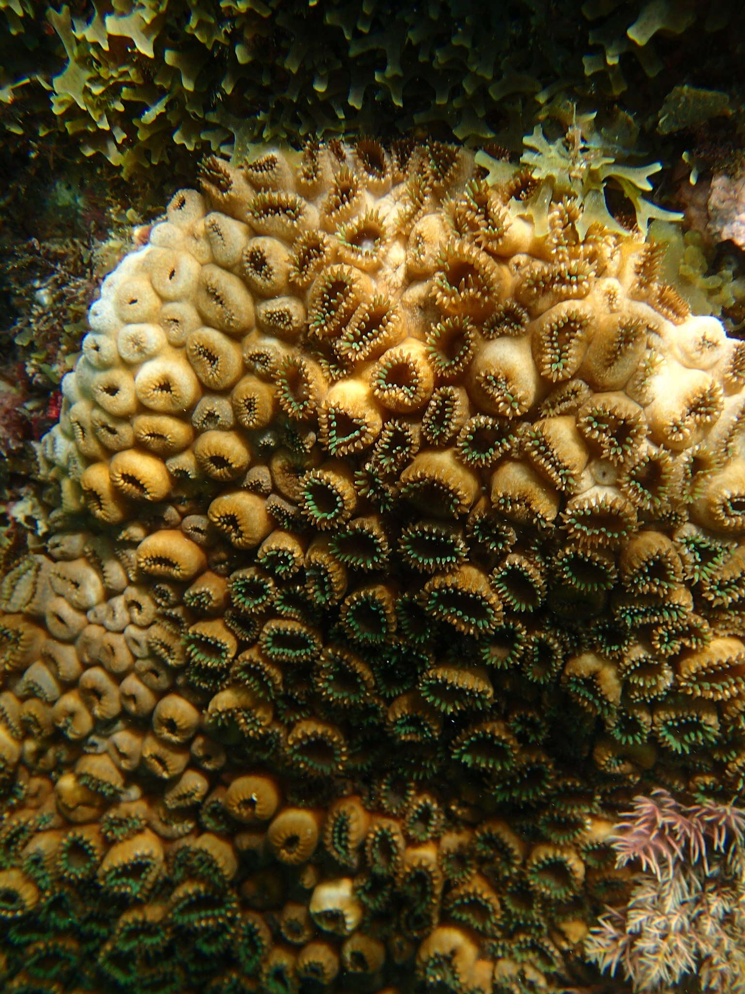 Image of Grey colonial zoanthid