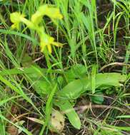 Habenaria marginata Colebr. resmi