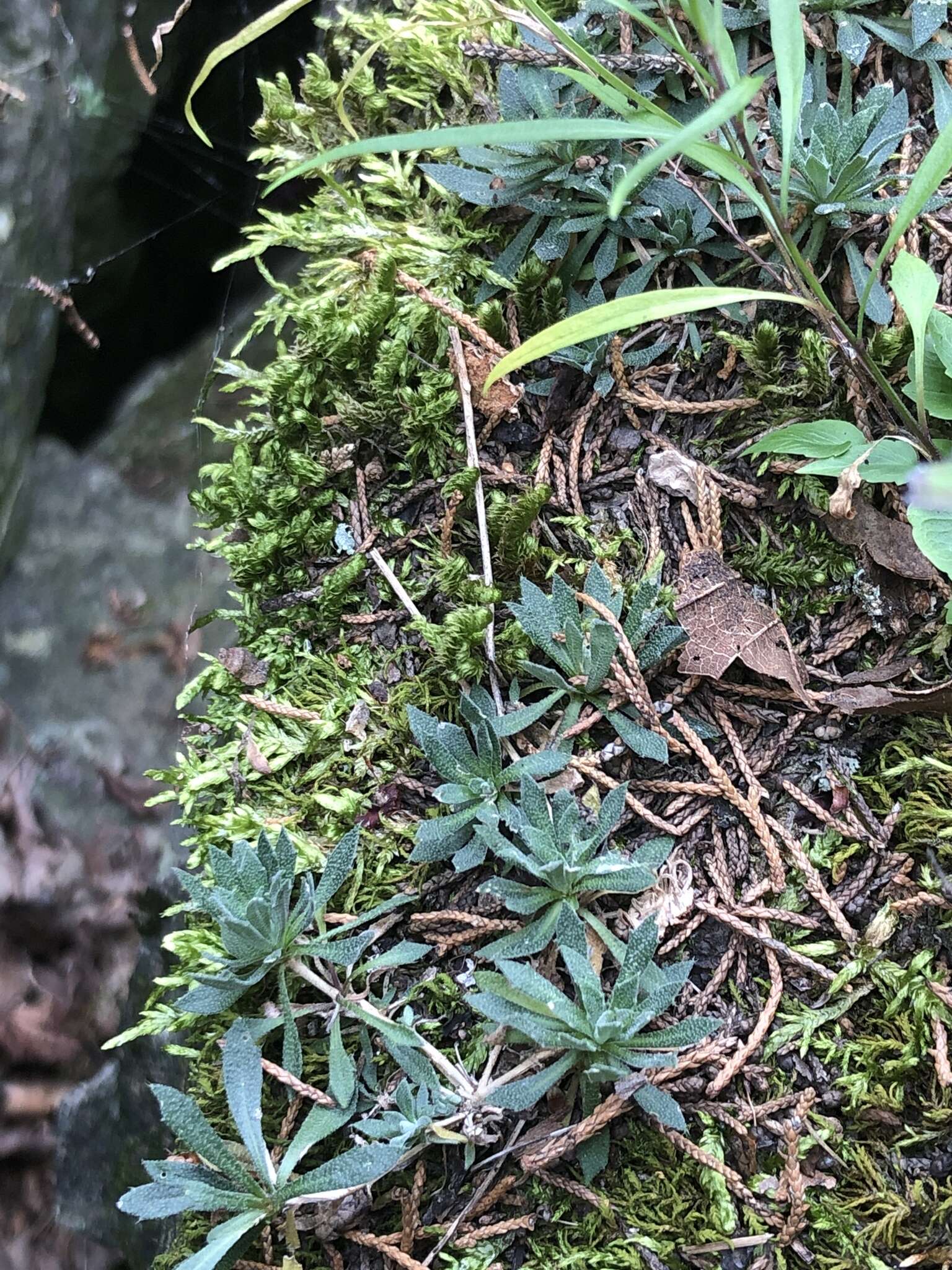 Слика од Draba arabisans Michx.