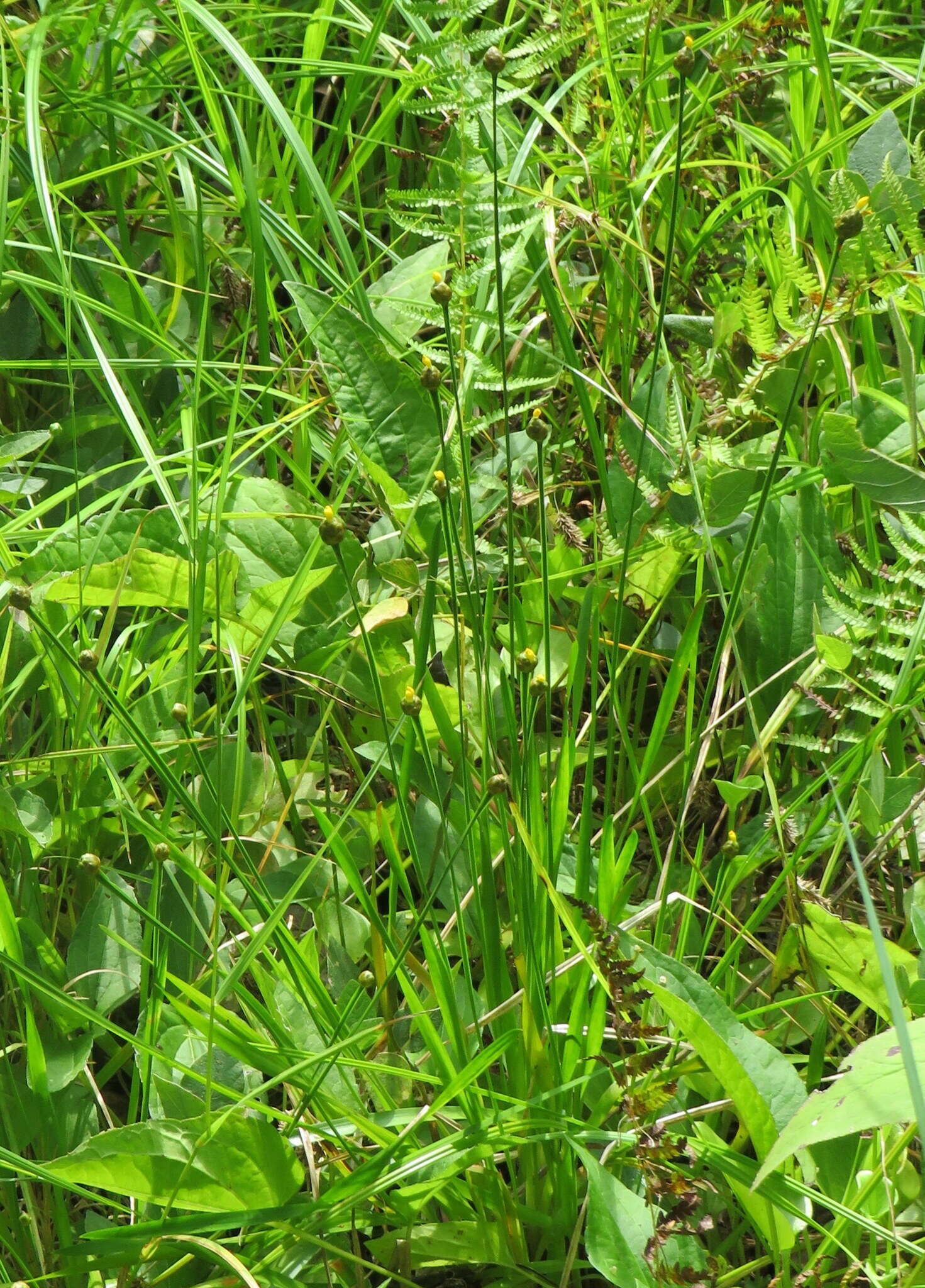 Image of Tennessee yelloweyed grass