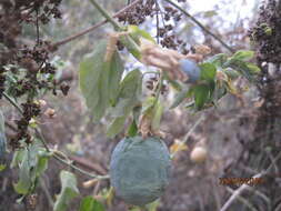 Plancia ëd Passiflora subpeltata Ortega