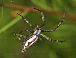 Image of Argiope probata Rainbow 1916