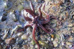 Image of Tehuelche octopus