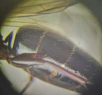 Image of Camponotus fallax (Nylander 1856)