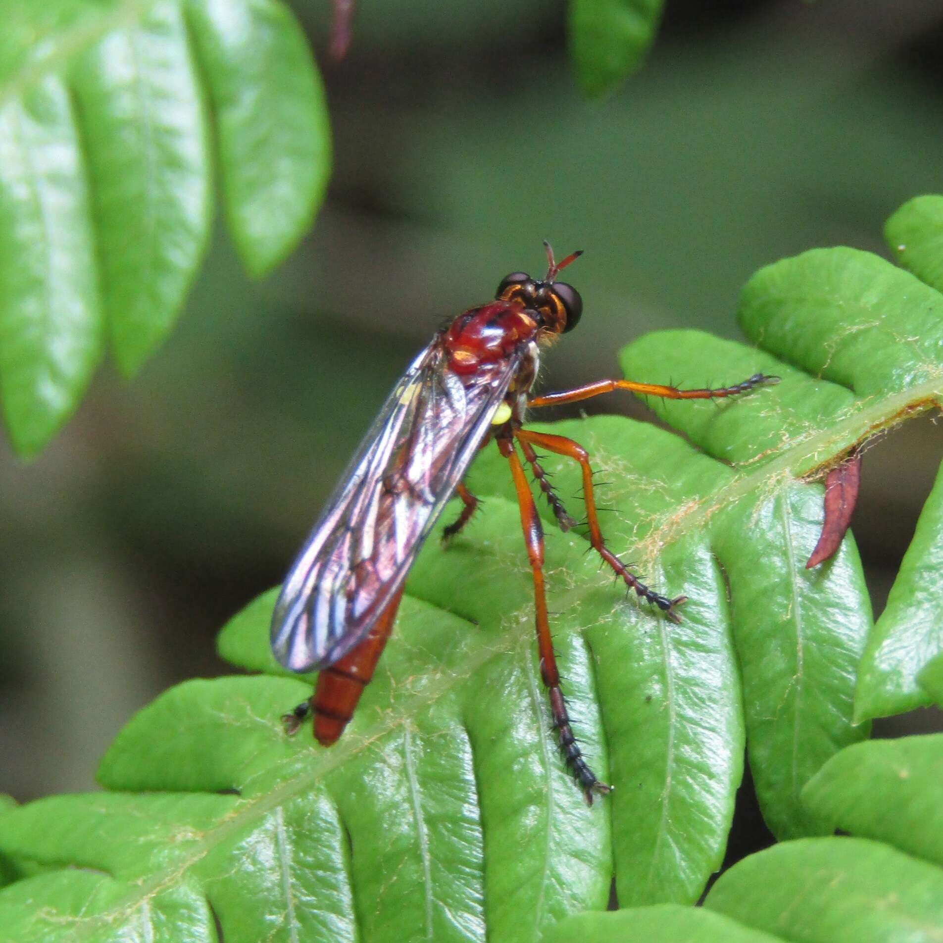 صورة Saropogon antipodus Schiner 1868