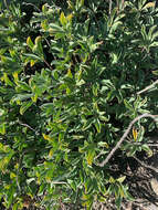 Image of Cobb Mountain lupine