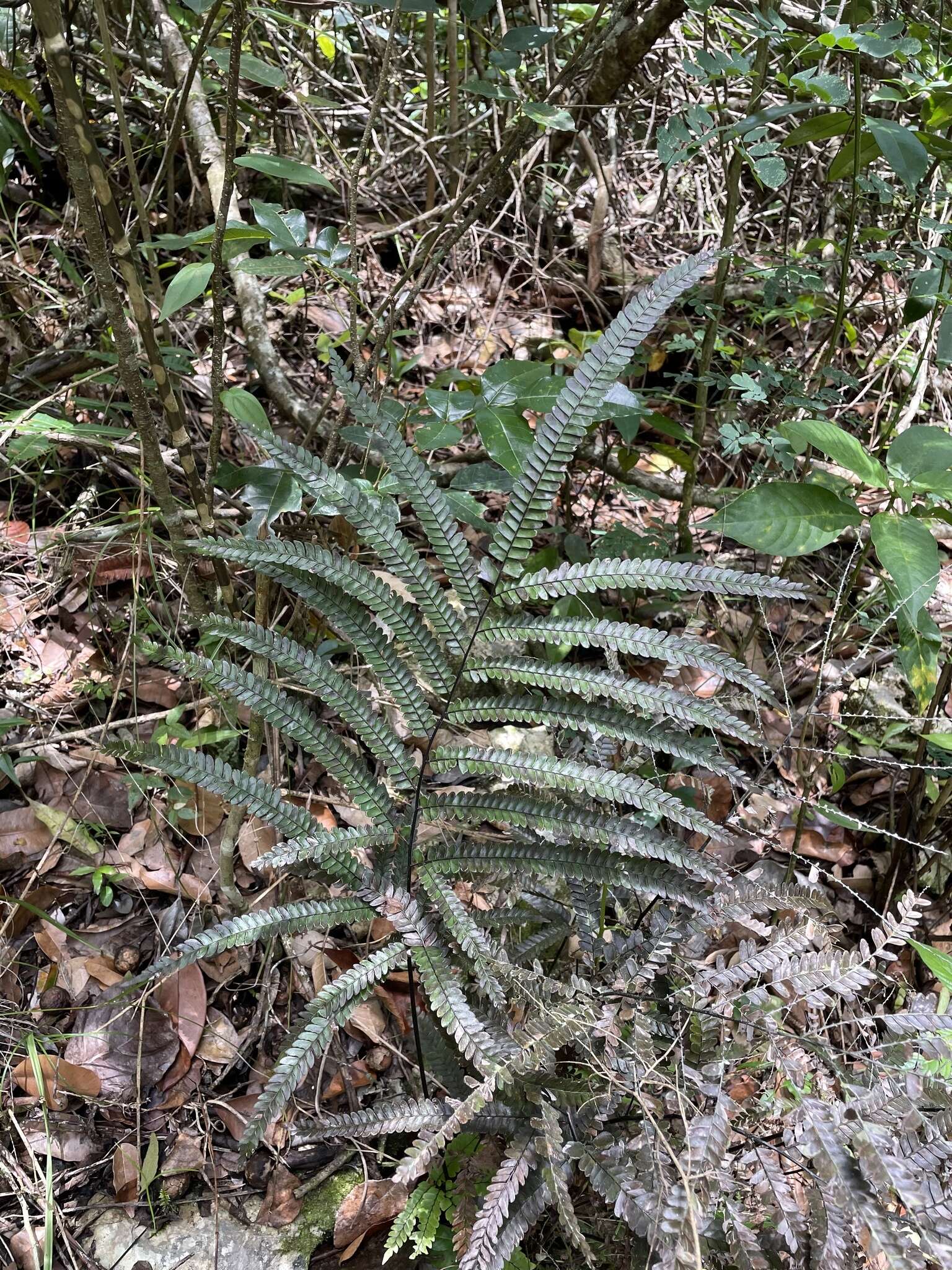 Adiantum pyramidale (L.) Willd.的圖片